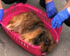 Мариупольские патрульные спасли собаку, которая могла умереть на дороге