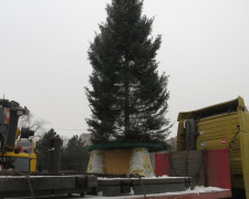 В Мариуполь на площадь Свободы прибыла 17-метровая елка из Мукачево (ФОТО)