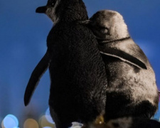 Объятия одиноких: фото двух овдовевших пингвинов получило международную премию