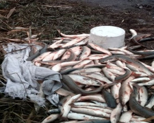 В Мариуполе браконьер наловил рыбы почти на 100 тысяч гривен