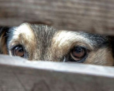 Мариупольцу, убившему собаку, «светит» до трех лет тюрьмы