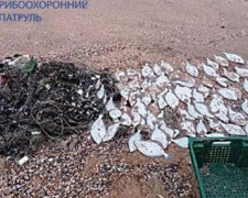 Браконьеры в Приазовье нанесли ущерб на 13 млн грн