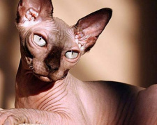 В Мариуполе обнаружили кошку-гурмана