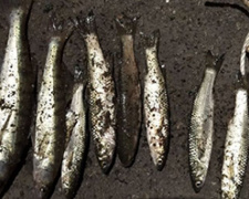 Браконьер рыбачил с запрещенной сетью на реке в Мариуполе