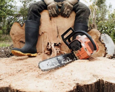 На Донетчине банда «черных лесорубов» нарубила деревьев на миллион гривен