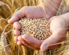 Росіяни фурами вивозять українське зерно з Маріуполя