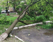 В Мариуполе стихия свалила дерево во дворе многоэтажки
