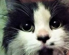Поиски «дорогого» кота под Мариуполем завершились невероятно