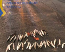 В Мариуполе браконьер «нарыбачил» почти на 76 тысяч гривен