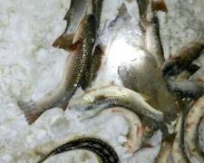 Под Мариуполем с помощью тепловизора поймали рыбаков-браконьеров (ФОТО+ВИДЕО)