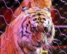 В Мариуполе пока передумали запрещать выступления цирков с животными (ФОТО)