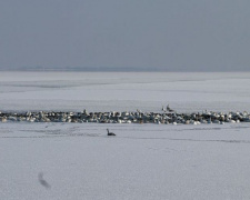 На заливе вблизи Мариуполя остались зимовать более полутысячи лебедей