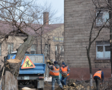 За полгода в Мариуполе спилили больше 900 деревьев (ФОТО)