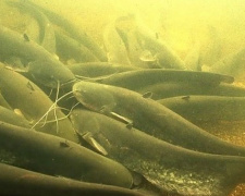 На Донетчине запрещают рыбалку на зимовальных ямах: что грозит за нарушение