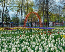 В мариупольском парке высаживают флаг Украины из виол (ФОТО)