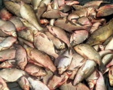 Браконьер в Мариуполе наловил более 300 кг рыбы во время нерестового запрета