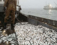 Азовское море теряет рыбный ресурс: экологи предлагают на пять лет запретить промысел в его водах