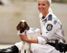 В Австралии козленок стал сотрудником полиции (ФОТО)