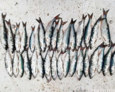 На Левобережье Мариуполя браконьеры наловили «краснокнижную» рыбу