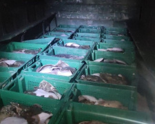 Под Мариуполем браконьеры незаконно выловили более 850 кг рыбы (ФОТО+ВИДЕО)