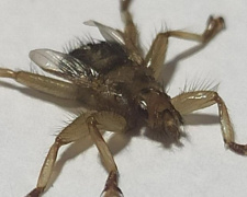 Когти, крылья и шесть лап: мариупольцев напугало насекомое (ФОТО+ВИДЕО)