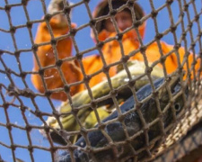 Мариупольскому браконьеру грозит до трех лет ограничения свободы