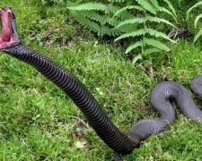 Сезон змей открыт: как мариупольцам защититься от укуса ползучих?
