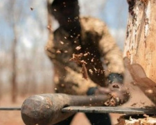 На Донетчине «черные лесорубы» нарубили почти на 1,4 миллиона гривен: организовал вырубку глава сельхоза
