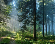 Жителям Донетчины запретили ходить в лес