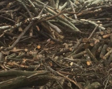 В Донецкой области «черные лесорубы» нарубили деревьев на миллион гривен