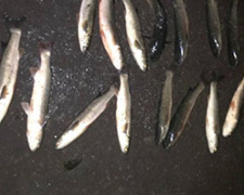 В Мариуполе рыбный браконьер заплатит десятки тысяч гривен за ущерб