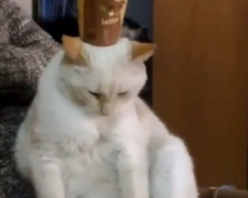 Мариупольский кот-подстаканник (ФОТО+ВИДЕО)