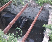В селе под Мариуполем скотина упала в яму: подробности спецоперации