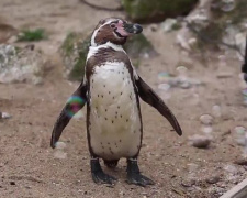 В Британском зоопарке пингвинам подарили машину для мыльных пузырей 