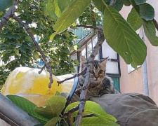 В Мариуполе на 12-метровой высоте застряла кошка