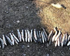 Незаконная рыбалка: в Мариуполе задержали браконьера с уловом на 23 тысячи гривен