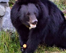 Медведицу Мальвину из бывшего «зоопарка смерти» на Донетчине предлагают взять под опеку (ВИДЕО)