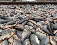 Конфискованную у браконьеров рыбу в Мариуполе легче уничтожить, чем отдать на благотворительность