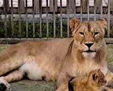 В мариупольском зоопарке родились озорные львицы и гамадрил