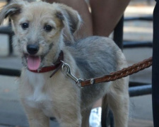 «У дружбы нет породы»: в Мариуполе пройдет фестиваль беспородных собак. Как презентовать своего любимца?