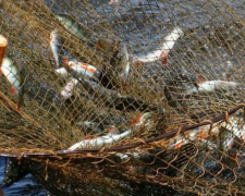 Поймали с поличным: в Мариуполе браконьеры наловили рыбы на 75 тысяч гривен