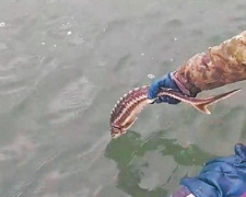 В Азовское море выпустили рыбу, занесенную в Красную книгу (ВИДЕО)