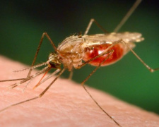 В Мариуполь из Пакистана нагрянула малярия 