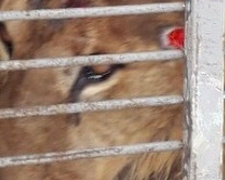 Зоозащитники требуют закрыть «зоопарк смерти» на Донетчине (ФОТО)