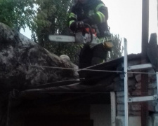 В Мариуполе большое дерево рухнуло на крышу жилого дома (ФОТО)