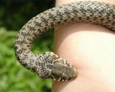 В Мариуполе один ребенок выпил перекись, второго – укусила змея