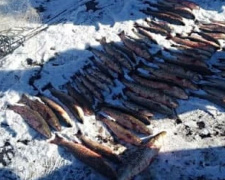 На реке в Мариуполе поймали браконьера с уловом на 42 тысячи гривен