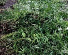 Наркоаграрий вырастил двухметровые кусты конопли в Мариупольском районе