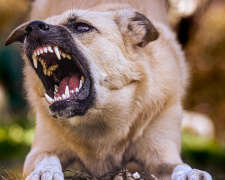 Маріупольців тероризують зграї здичавілих собак