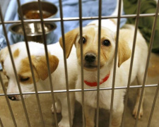Мариупольцы предлагают ввести налог на содержание приюта для животных